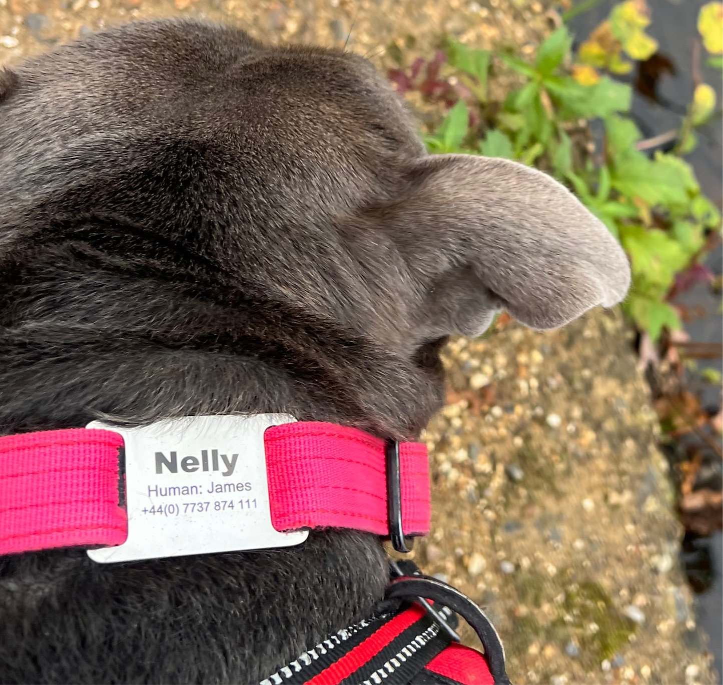 On collar dog tags